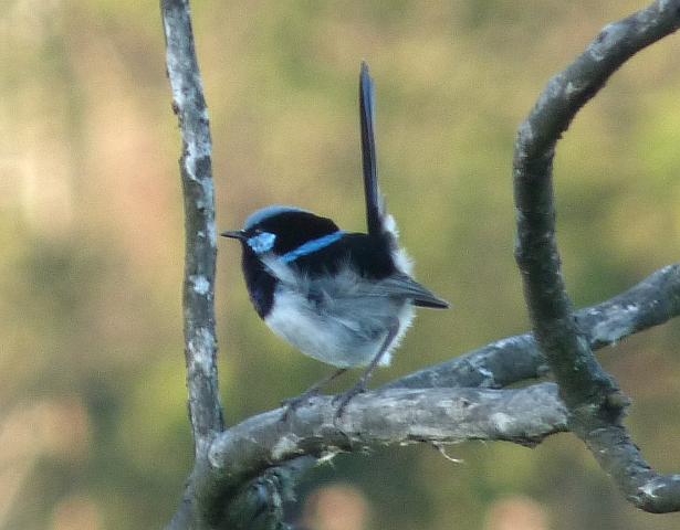 (71) Superb Fairy Wren.JPG